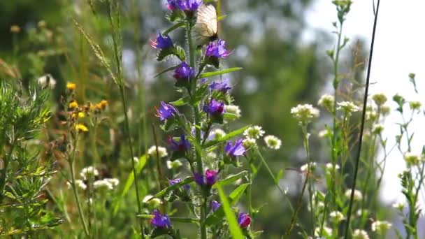 Borboleta Branca Flores Campo — Vídeo de Stock