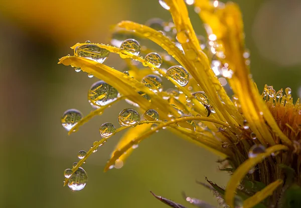 üzerinde çiçek petalsdew damla çiçek yaprakları üzerinde Çiy damlaları