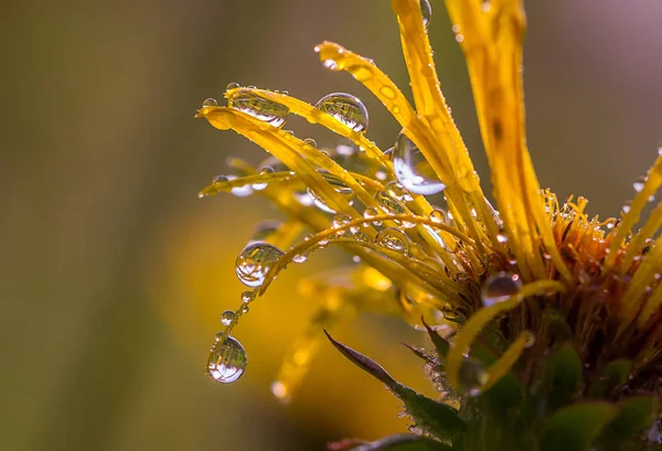 üzerinde çiçek petalsdew damla çiçek yaprakları üzerinde Çiy damlaları