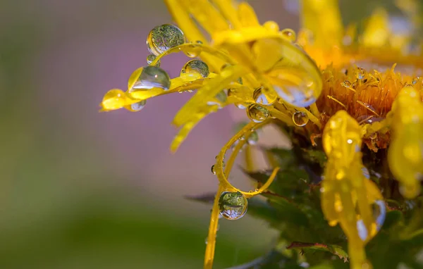 üzerinde çiçek petalsdew damla çiçek yaprakları üzerinde Çiy damlaları