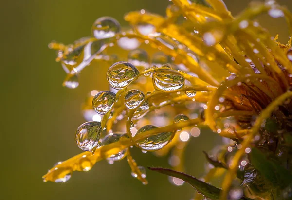 üzerinde çiçek petalsdew damla çiçek yaprakları üzerinde Çiy damlaları