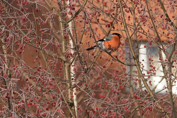 Bullfinch Ramo Apple — Fotografia de Stock