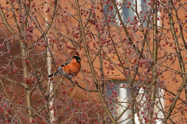 Bullfinch Ramo Apple — Fotografia de Stock