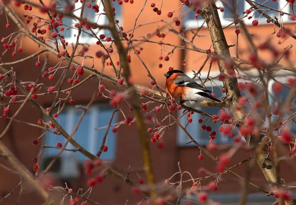 Bullfinch Ramo Apple — Fotografia de Stock