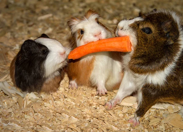 Dişlerinde havuç olan üç Kobay