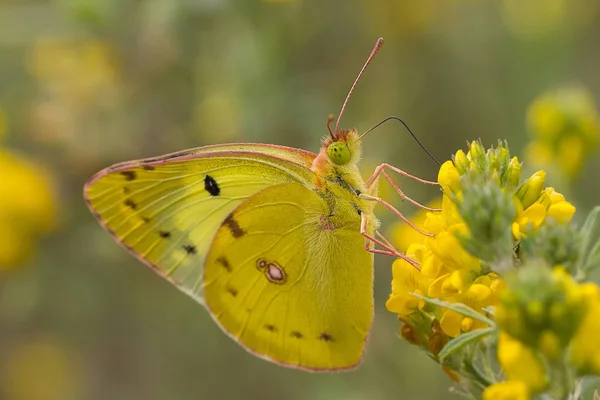 Яркая Красивая Бабочка Растительном Стебле Крупным Планом — стоковое фото