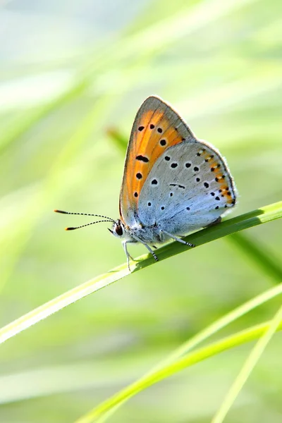 Jasne Piękny Motyl Zbliżenie Łodyga Roślin — Zdjęcie stockowe