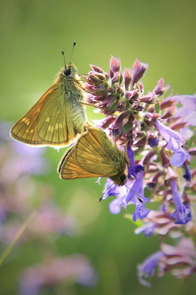güzel, eflatun Çiçekler Kelebekler
