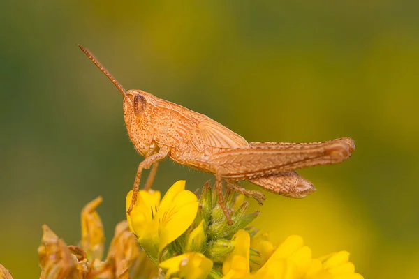 Braune Heuschrecke Auf Gelb — Stockfoto