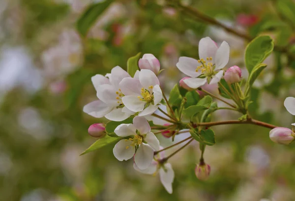 beyaz elma çiçekleri yakın çekim