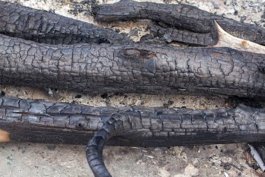 Yangın ağaç gövdeleri yandı