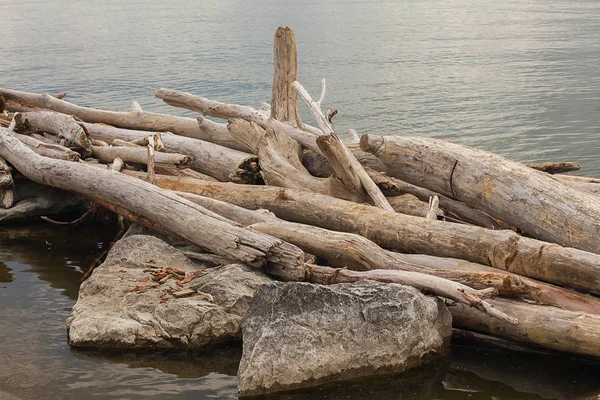 dry tree trunks washed ashore by the tide