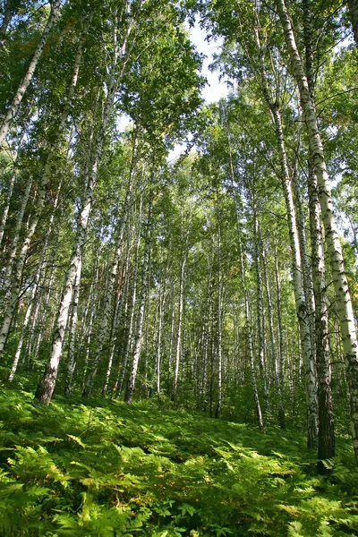 Zomer Berk Grove Met Varens — Stockfoto