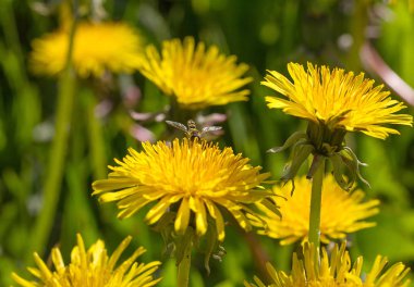 Sarı bir karahindiba arıya