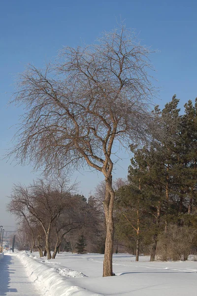 Χειμώνα Σοκάκι Δέντρα Στην Προκυμαία Του Αγίου Μιχαήλ Την Πόλη — Φωτογραφία Αρχείου