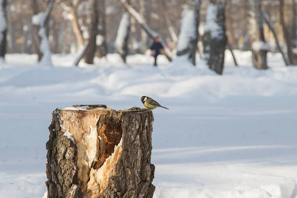 Tit Tree Stump Winter Forest — Stock fotografie