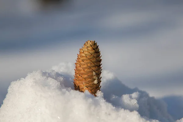 Fir cone in the snow close-up