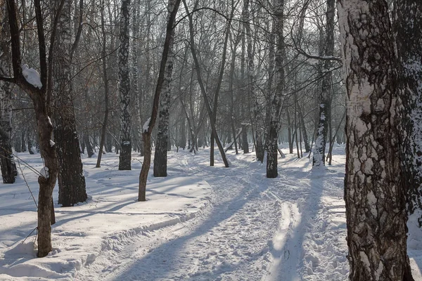 Inverno Bétulas Com Cruzamento Estrada — Fotografia de Stock