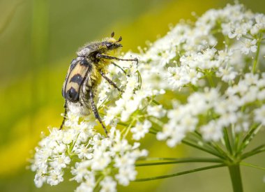 beyaz çiçek böcek