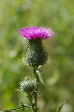 kırmızı çiçek Dulavratotu yakın çekim