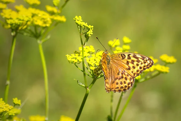 Sarı Çiçeklerdeki Güzel Kelebek — Stok fotoğraf
