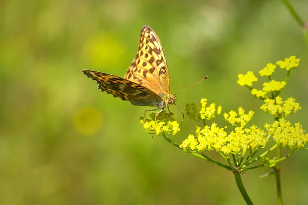 Sarı Çiçeklerdeki Güzel Kelebek — Stok fotoğraf