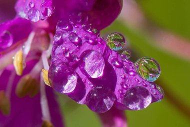çiğ bir çiçek pembe bir yaprağı üzerinde bir düşer