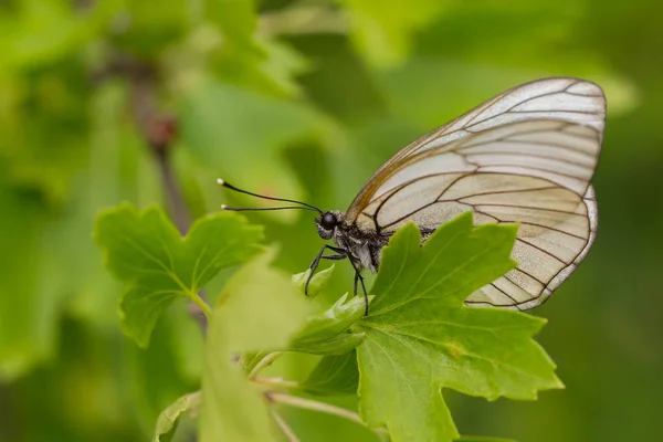 Bitkilerin Yaprakları Üzerinde Beyaz Kelebek — Stok fotoğraf