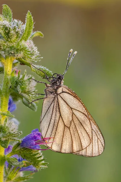 Белая Бабочка Утренней Росе Капли Голубой Цветок — стоковое фото