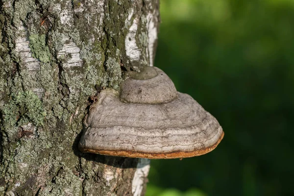 Huş ağacının gövdesinde mantar var.