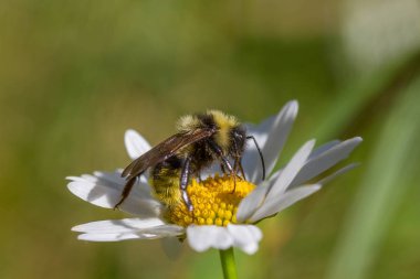 Bumble bee bir papatya çiçek üzerinde
