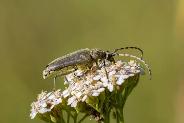 白い花に長い口ひげとカブトムシします — ストック写真