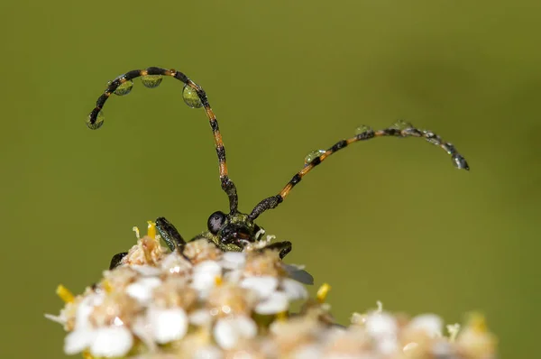 Käfer Mit Langem Schnurrbart Auf Weißen Blüten — Stockfoto