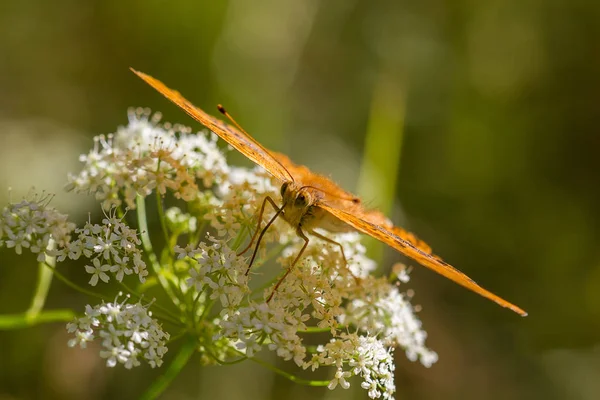 Schöner Gelber Schmetterling Auf Weißen Blüten — Stockfoto