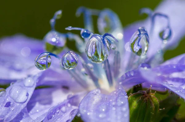 damla, çiğ hindiba çiçek