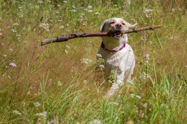 köpek dişleri bir sopa ile orman glade içinde Labrador