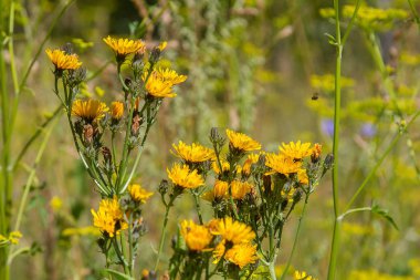 bir orman glade güzel, sarı çiçekler