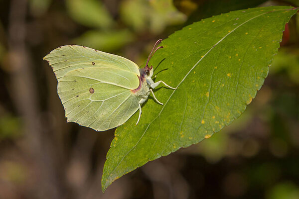 beautiful yellow butterfly on a tree leaf close-up