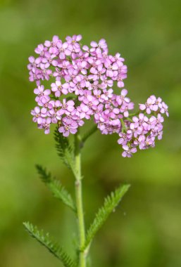 güzel, pembe çiçekler yakın çekim