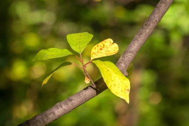bir ağacın genç ateş yakın çekim