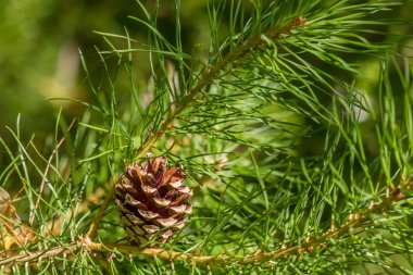 çam kozalağı bir ağaç dalı yakın çekim üzerinde