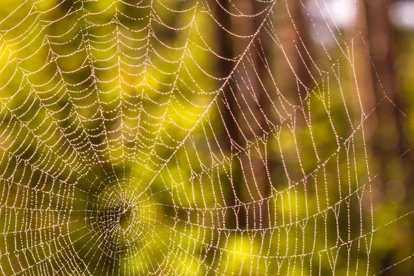 örümcek sonbahar orman yakın çekim arka plan üzerinde net