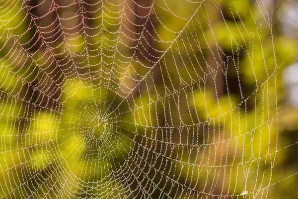 örümcek sonbahar orman yakın çekim arka plan üzerinde net