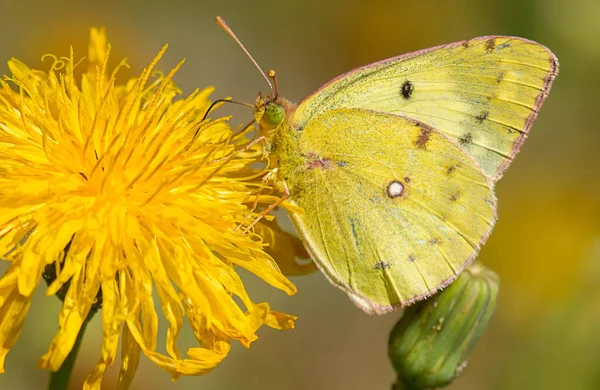 Красивая Жёлтая Бабочка Одуванчике Крупным Планом — стоковое фото