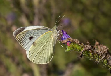 Güzel, sarı kelebek mavi çiçek yakın tarih