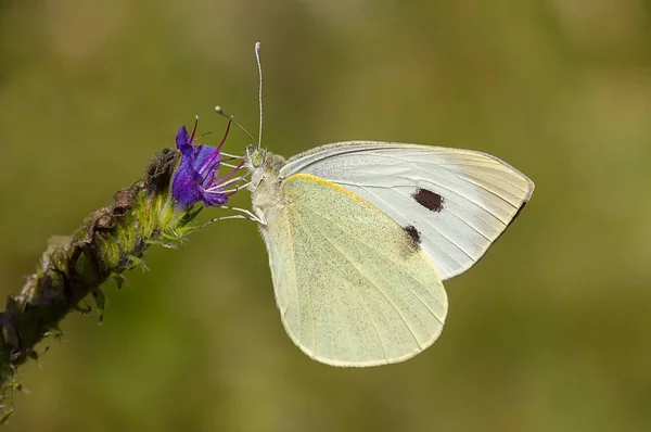 Borboleta Amarela Bonita Uma Flor Azul Close — Fotografia de Stock