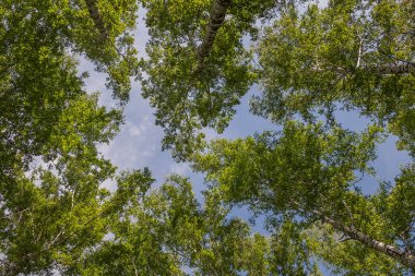 kron ağaç beyaz bulutlar ile mavi gökyüzüne karşı