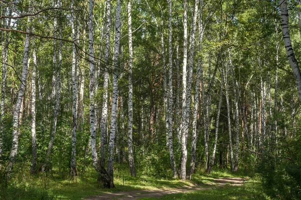 Huş ağacı ahşap erken yaz sabahı