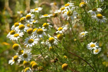 Güzel papatya çiçekler portre
