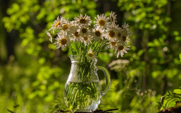Arka cam bir yaz ormanın şeffaf bir vazoda papatyalar güzel bir buket